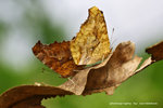 Polygonia c-aureum 黃&#37390;蛺蝶