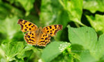 Polygonia c-aureum 黃&#37390;蛺蝶