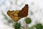 Polygonia c-aureum 黃&#37390;蛺蝶