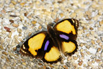 Junonia hierta 黃裳眼蛺蝶