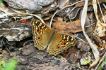 Junonia lemonias 蛇眼蛺蝶