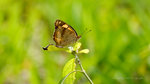 Junonia hierta 黃裳眼蛺蝶