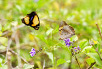 Junonia hierta 黃裳眼蛺蝶