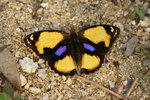 Junonia hierta 黃裳眼蛺蝶