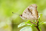 Junonia hierta 黃裳眼蛺蝶
