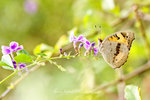 Junonia hierta 黃裳眼蛺蝶