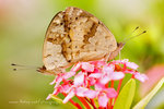 Junonia hierta 黃裳眼蛺蝶  - 交尾