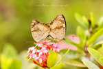 Junonia hierta 黃裳眼蛺蝶 -  交尾