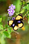 Junonia hierta 黃裳眼蛺蝶