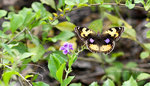 Junonia hierta 黃裳眼蛺蝶