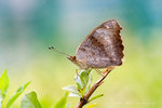 Junonia hierta 黃裳眼蛺蝶
