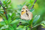 Junonia hierta 黃裳眼蛺蝶