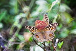 Junonia lemonias 蛇眼蛺蝶