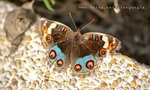 Junonia orithya 翠藍眼蛺蝶