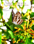 Athyma selemophora 新月帶蛺蝶
