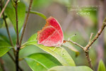 Junonia lemonias 蛇眼蛺蝶