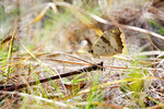 Junonia hierta 黃裳眼蛺蝶