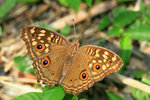 Junonia lemonias 蛇眼蛺蝶