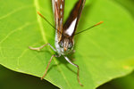 Athyma selemophora 新月帶蛺蝶