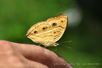 Junonia almana 美眼蛺蝶
