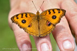 Junonia almana 美眼蛺蝶