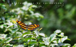 IMG_4652-52