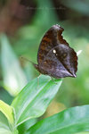 Junonia iphita 鉤翅眼蛺蝶