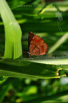 Ariadne ariadne 波蛺蝶
