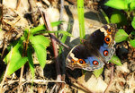 Junonia orithya 翠藍眼蛺蝶