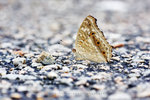 Junonia lemonias 蛇眼蛺蝶