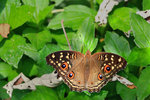 Junonia lemonias 蛇眼蛺蝶