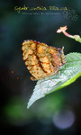 Symbrenthia lilaea 散紋盛蛺蝶