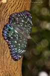 Dichorragia nesimachus 電蛺蝶