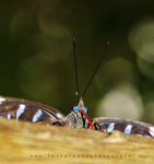 Dichorragia nesimachus 電蛺蝶