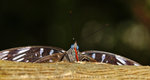 Dichorragia nesimachus 電蛺蝶