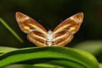 Neptis miah 彌環蛺蝶