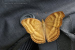 Junonia iphita 鉤翅眼蛺蝶