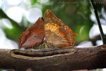 Charaxes bernardus 白帶螯蛺蝶