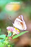 Euthalia phemius 尖翅翠蛺蝶