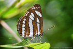 Neptis hylas 中環蛺蝶