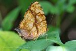Symbrenthia lilaea 散紋盛蛺蝶
