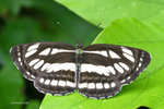 Neptis hylas 中環蛺蝶