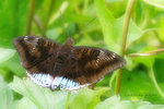 尖翅翠蛺蝶 Euthalia phemius