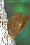 Kallima inachus 枯葉蛺蝶