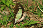 Polyura athamas 窄斑鳳尾蛺蝶