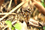 Vanessa cardui 小紅蛺蝶
