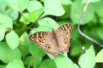 Junonia lemonias 蛇眼蛺蝶
