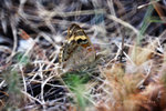 Junonia orithya 翠藍眼蛺蝶