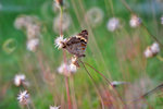 Junonia orithya 翠藍眼蛺蝶