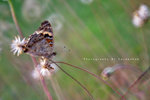 Junonia orithya 翠藍眼蛺蝶